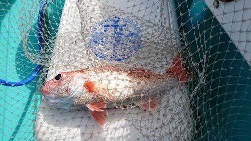 アカムツの釣果