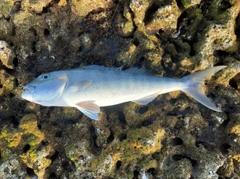 アオチビキの釣果