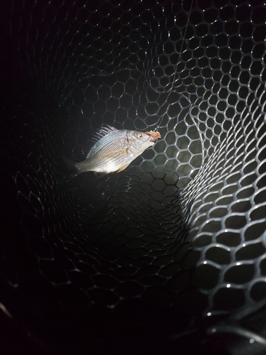 キビレの釣果