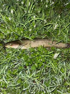 ナマズの釣果