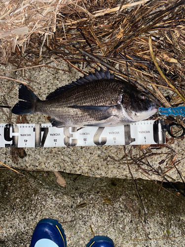 チヌの釣果