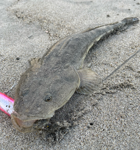 マゴチの釣果