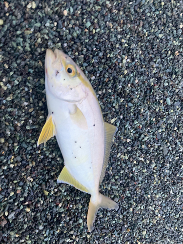 ショゴの釣果