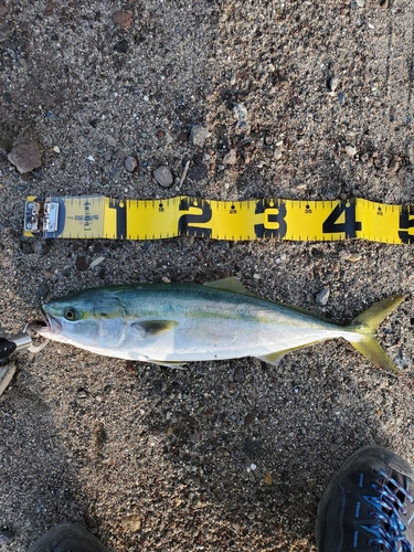 イナダの釣果