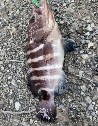 アオハタの釣果