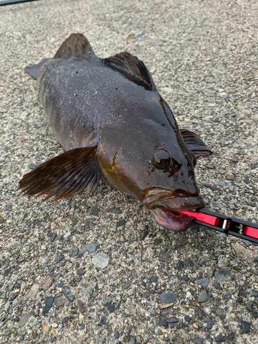 アイナメの釣果