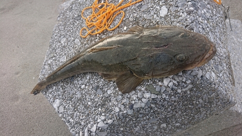 マゴチの釣果