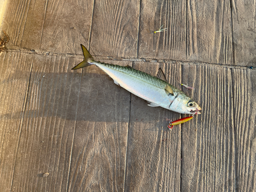 サバの釣果