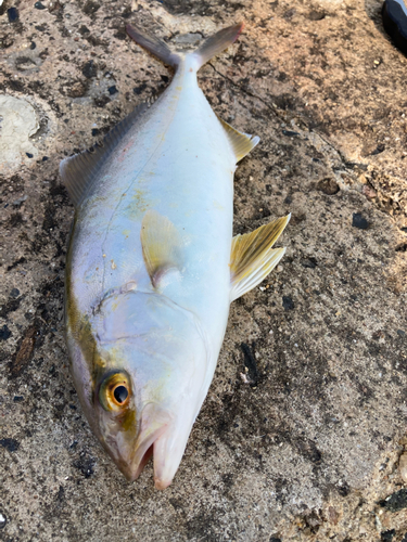 カンパチの釣果