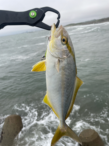 ショゴの釣果