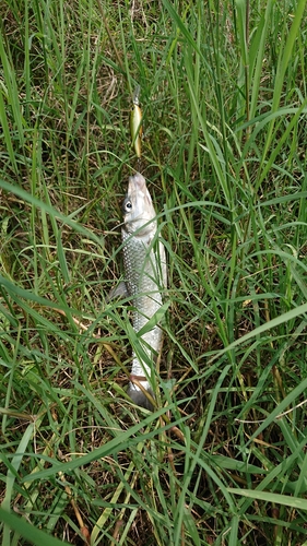 ニゴイの釣果