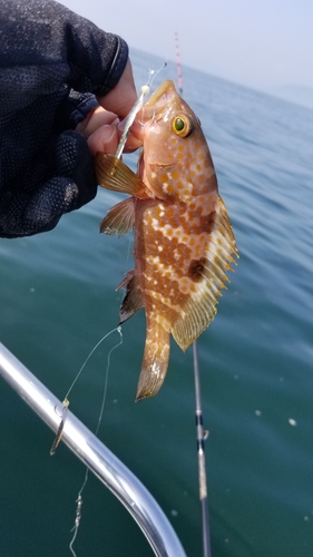 キジハタの釣果