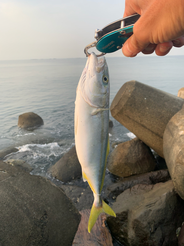 ワカシの釣果