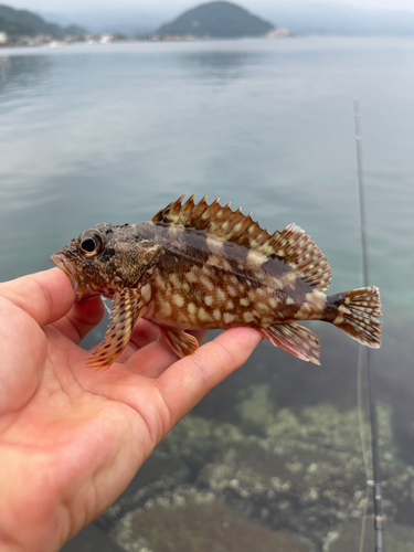 カサゴの釣果