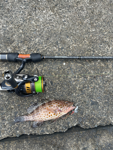 オオモンハタの釣果