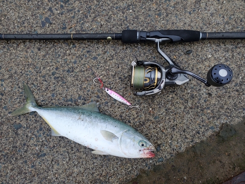 ワカシの釣果