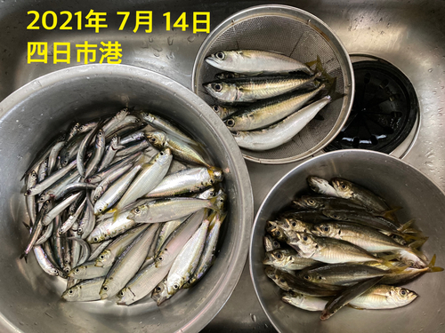 アジの釣果