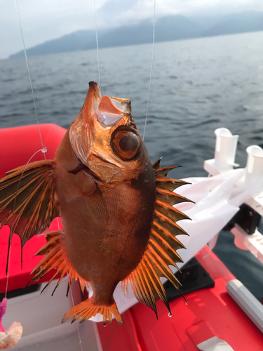 レンコダイの釣果