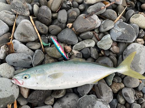 ワカシの釣果