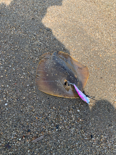 アカエイの釣果