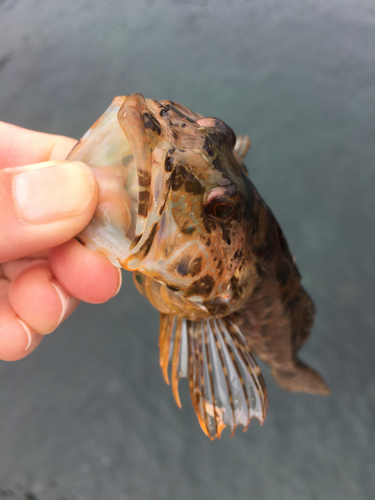 ハゼの釣果