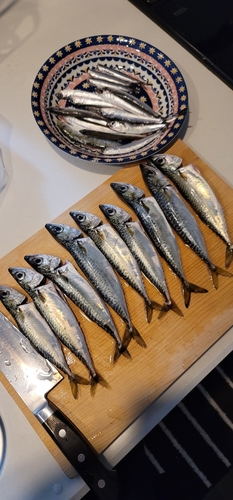 サバの釣果