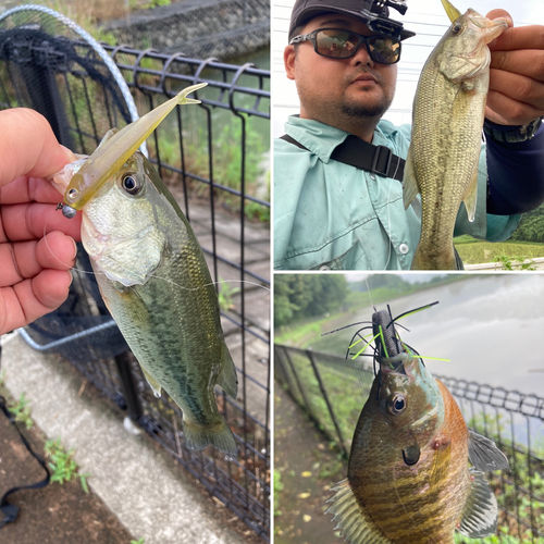 ラージマウスバスの釣果