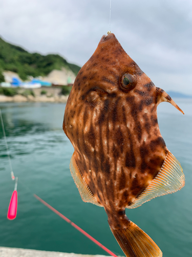 カワハギの釣果