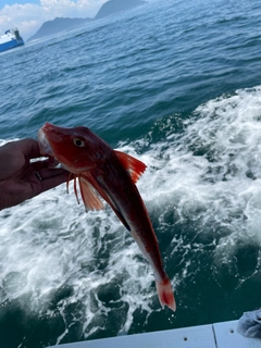 ホウボウの釣果