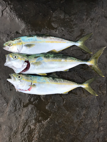 ワカシの釣果