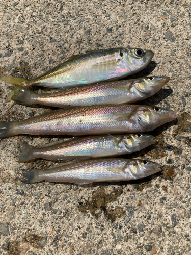 キスの釣果