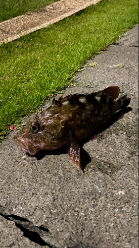 カサゴの釣果