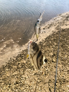 コトヒキの釣果