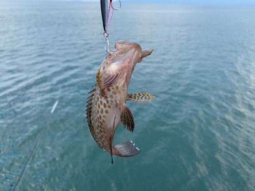 オオモンハタの釣果