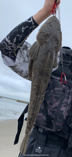 マゴチの釣果