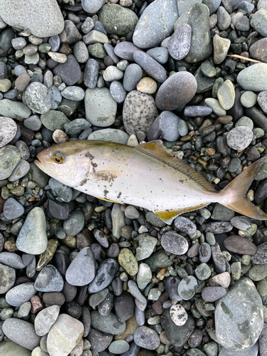 ショゴの釣果