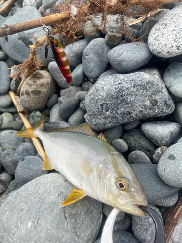 ショゴの釣果