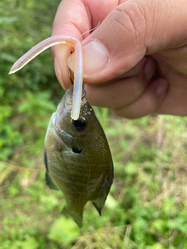 ブルーギルの釣果