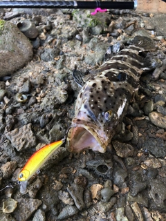 ヤイトハタの釣果