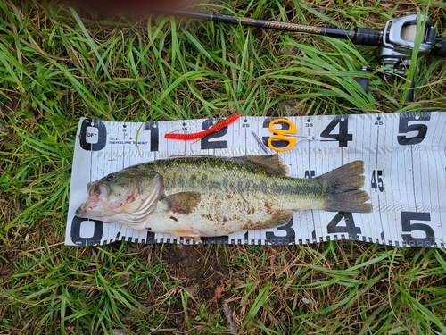 ブラックバスの釣果