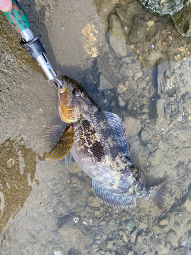 アイナメの釣果