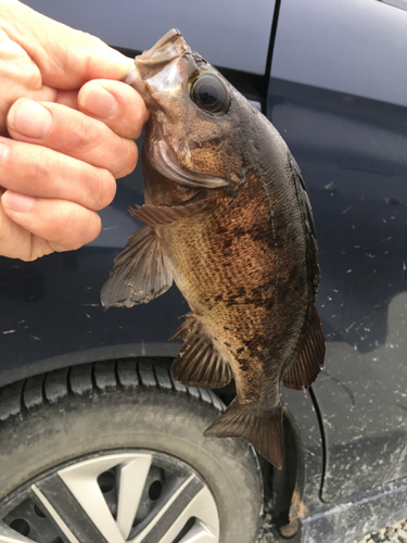 アカメバルの釣果