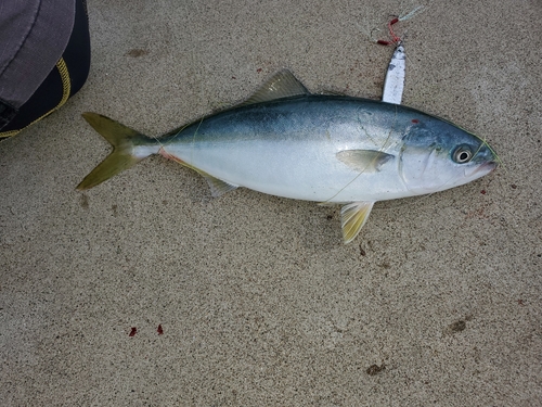 ワカシの釣果