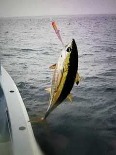 キハダマグロの釣果