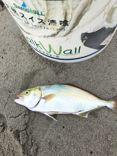 ショゴの釣果