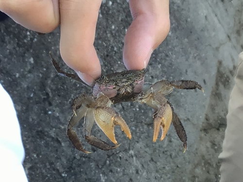 カニの釣果