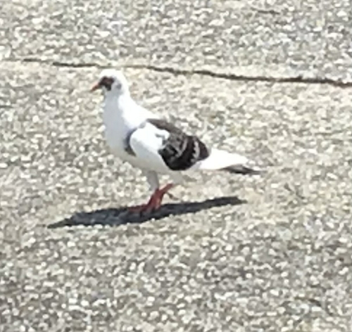 カニの釣果