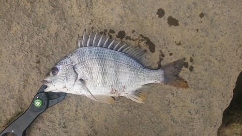 キビレの釣果