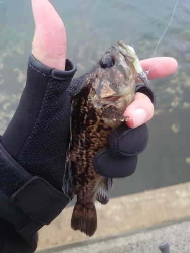 ベッコウゾイの釣果