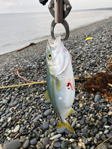 ツバスの釣果